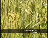 پیش بینی برداشت ۲۸۰ هزار تن گندم در خراسان شمالی