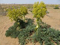 تولید پنج برابری گیاه دارویی آنغوزه در بجستان