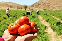 برداشت گوجه فرنگی در ۸۰ هکتار از مزارع طارم استان زنجان