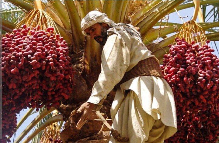 آغاز برداشت محصول خرمای نوبرانه در فنوج