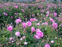 عطر گل محمدی در گلستان های فریدونشهر