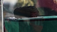 پایان تشییع باشکوه پیکر مطهر شهید امت در نجف اشرف