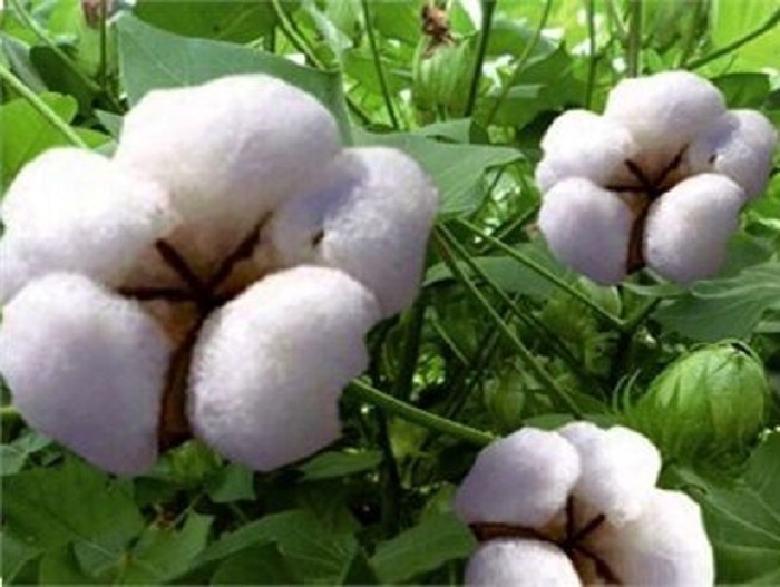 کشت ۶ هزار هکتار پنبه امسال در گلستان