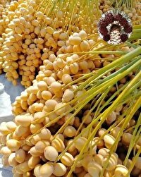 آغاز برداشت خرمای شهداد از اواخر تیرماه