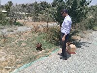 بازگشت پرنده شکاری «سارگپه» به طبیعت شهرستان قدس پس از تیمار و بهبودی