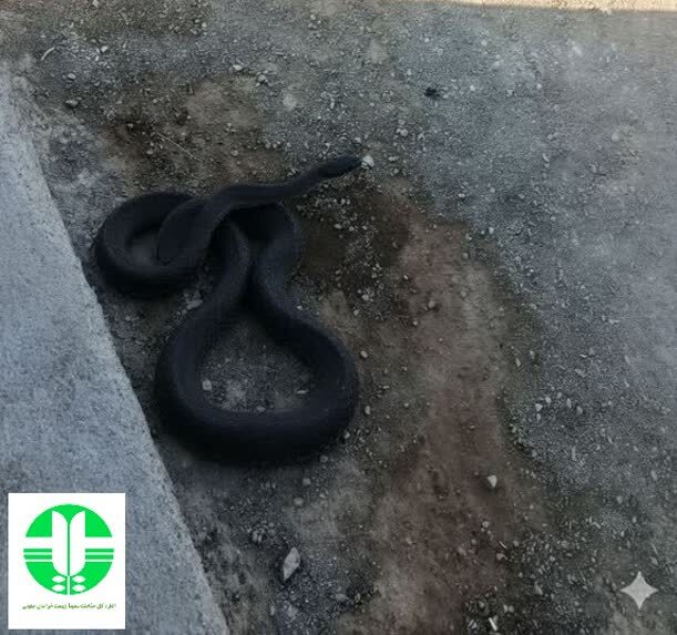 مشاهده مار سیاه سوجه برای نخستین بار در خراسان جنوبی