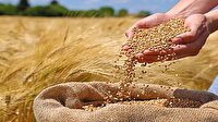 فعالیت مراکز خرید گندم لرستان در روزهای تاسوعا و عاشورا