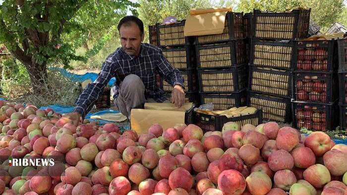 آغاز برداشت سیب در شیروان